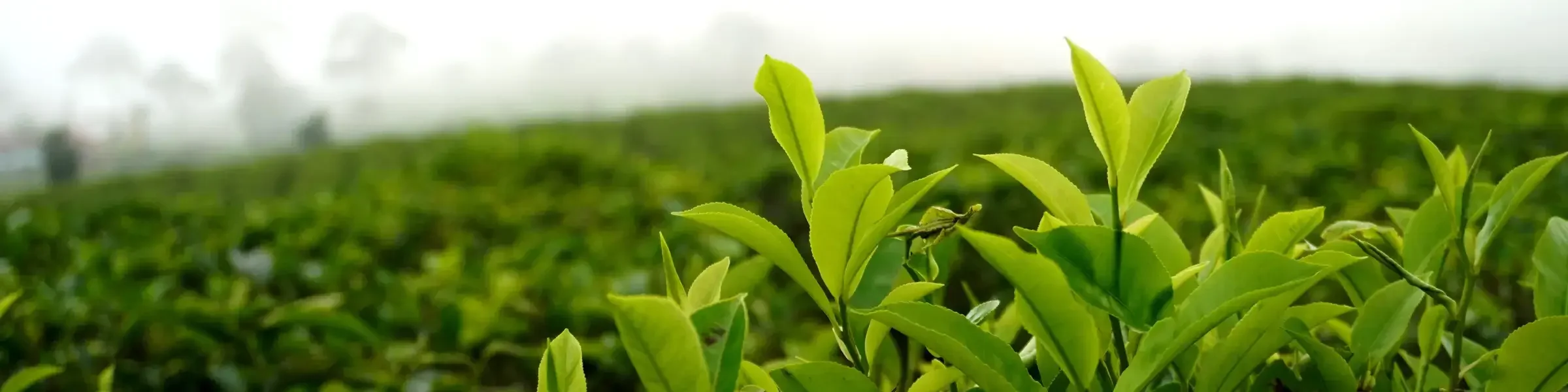 Kebun Teh