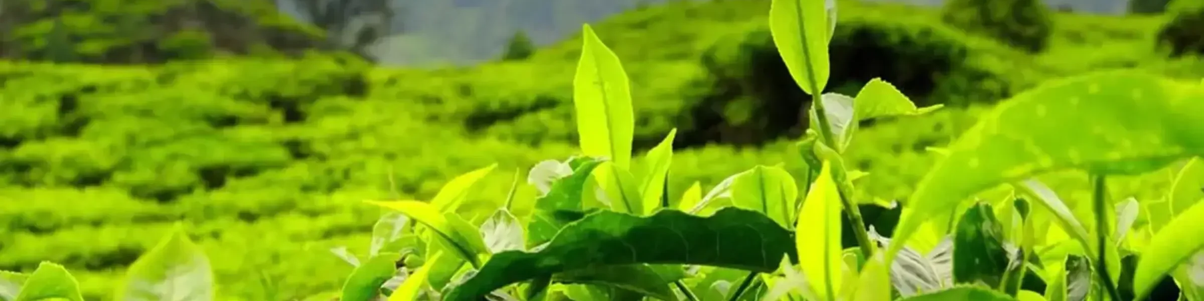 Kebun_daun_teh